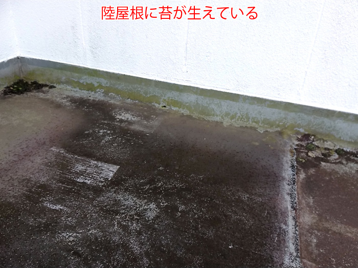 陸屋根は苔が発生している