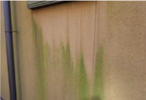 壁に生じた苔や藻