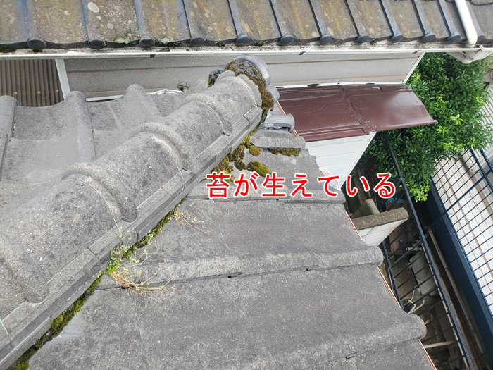 屋根に苔が生えている
