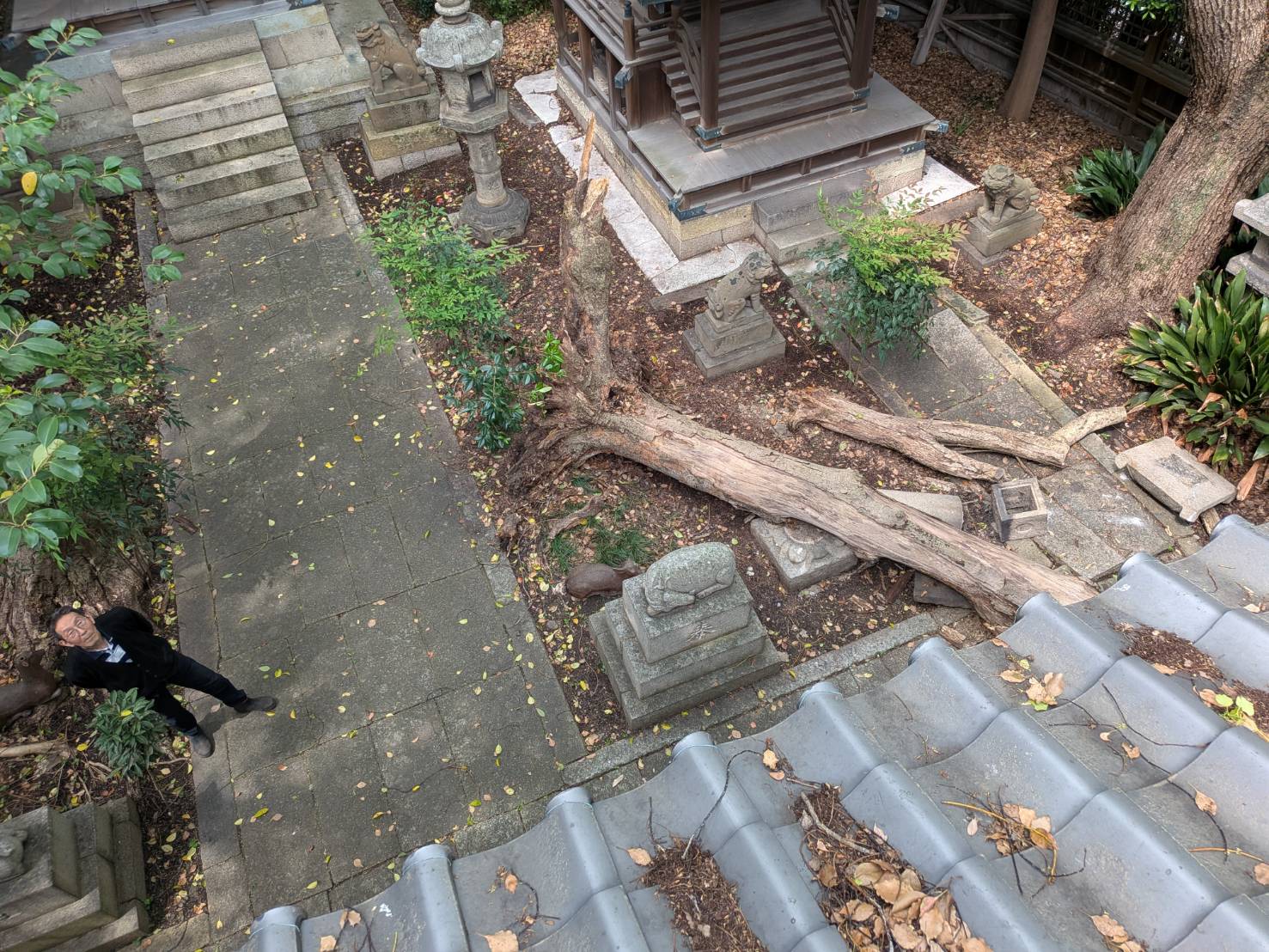 泉佐野市で倒木被害によって破損してしまった神社の屋根瓦修理に伺いました。