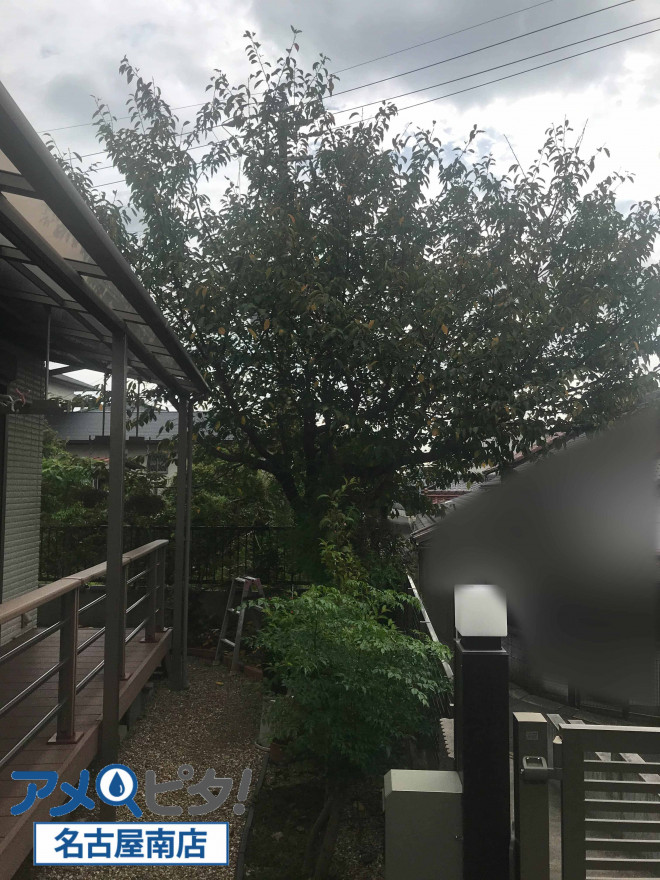 名古屋市緑区、近所の造園屋に約束を反故された庭木の伐採をご相談いただきました