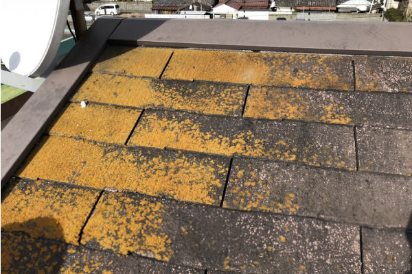多摩市で屋根や外壁の苔がひどい方へ！苔は雨漏りの原因になる？