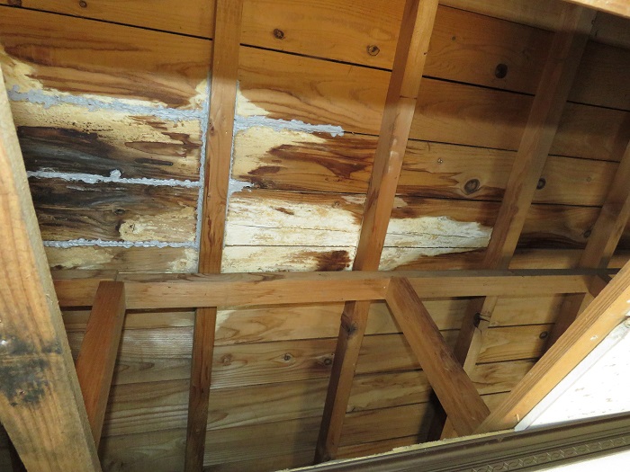 雨漏りでカビの生えた天井
