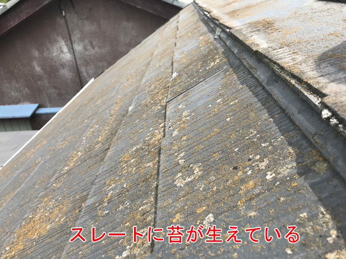 スレートに苔が生えている