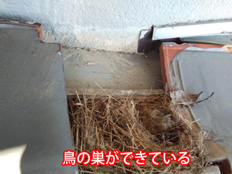 瓦の下に鳥の巣ができている
