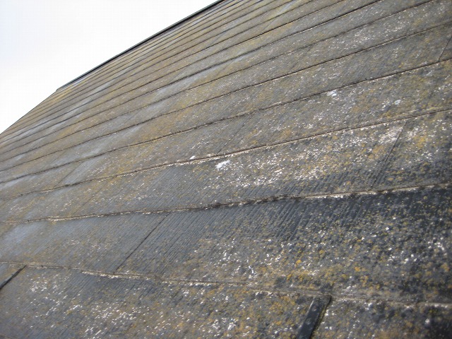 コケが生え塗膜の劣化がみられる屋根