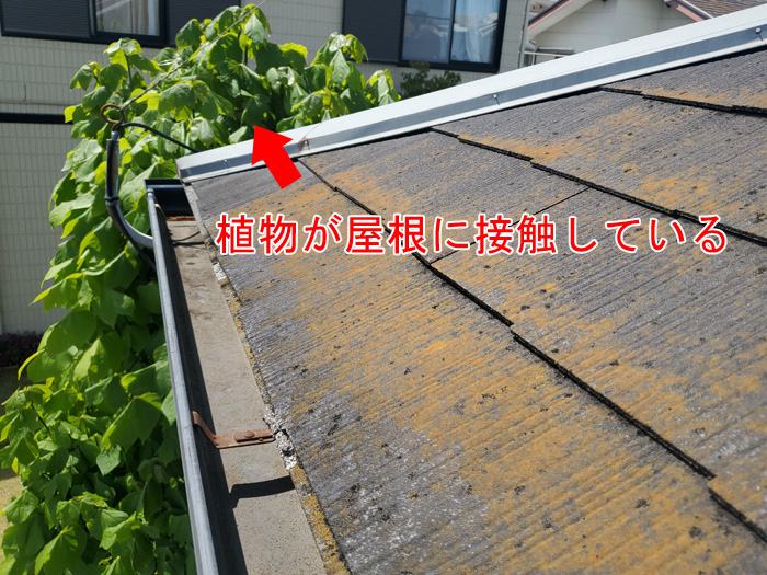 樹木が屋根に接触している