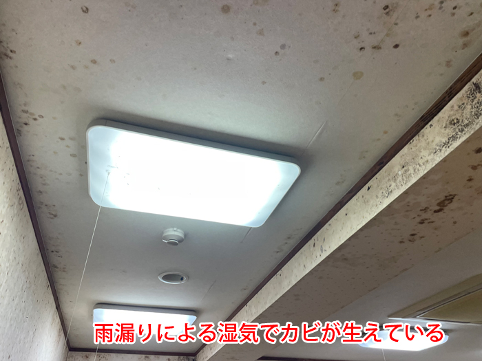 天井カビの画像