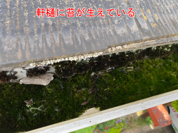 軒樋に苔が生えている