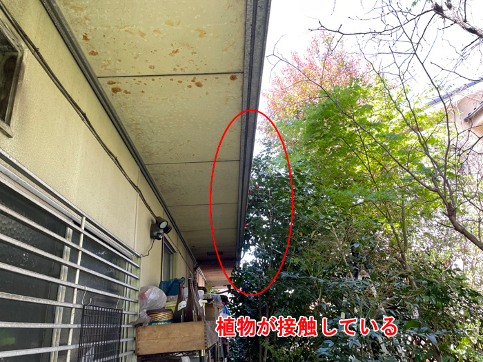 樹木や草木が軒天や外壁に接触している