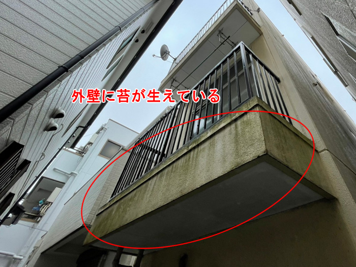 苔の発生
