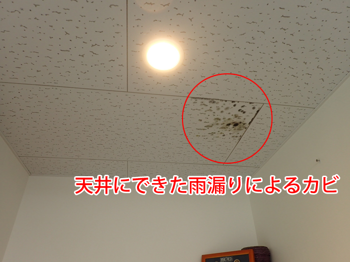 天井に発生した雨漏りによるカビの写真