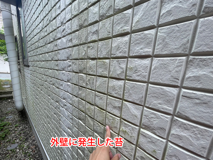 外壁の苔の写真