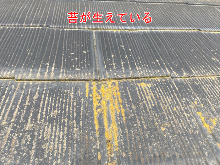 スレートに苔が生えている