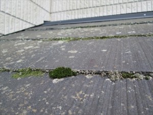 屋根の苔