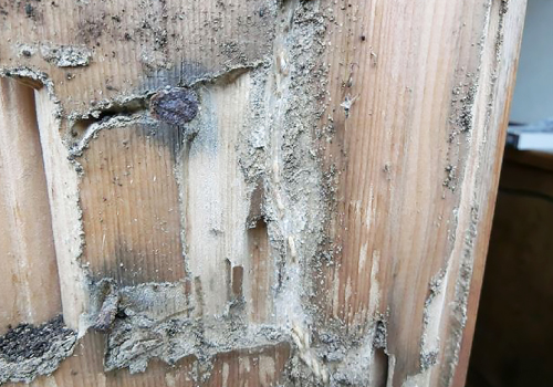 外壁の木材がシロアリ被害で白くボロボロに