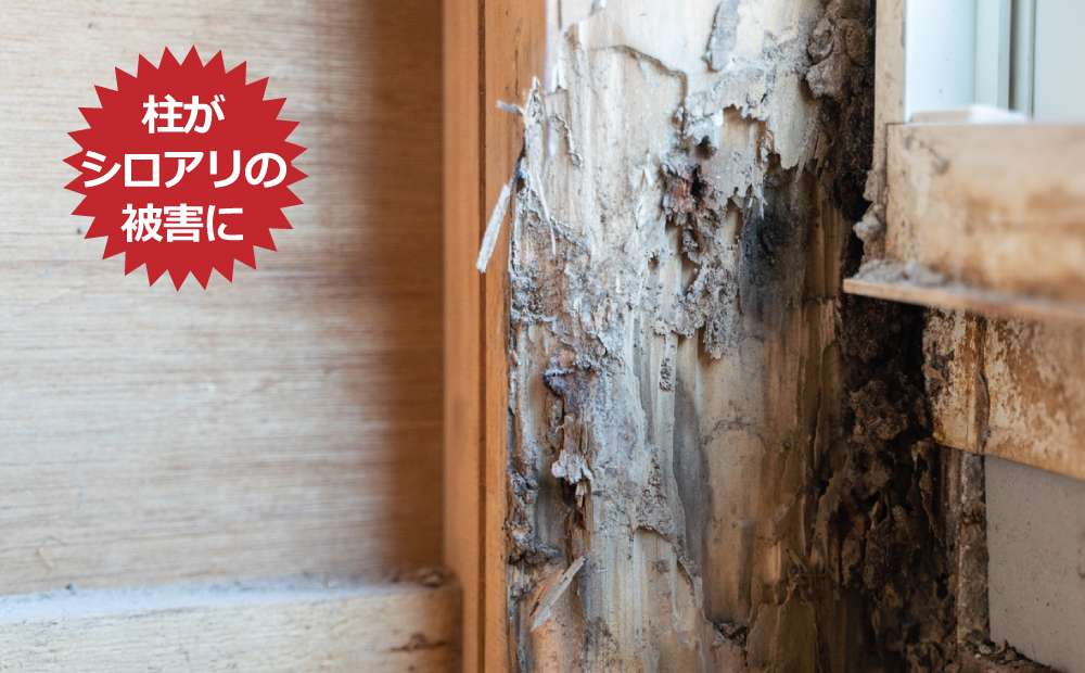 柱がシロアリの被害に