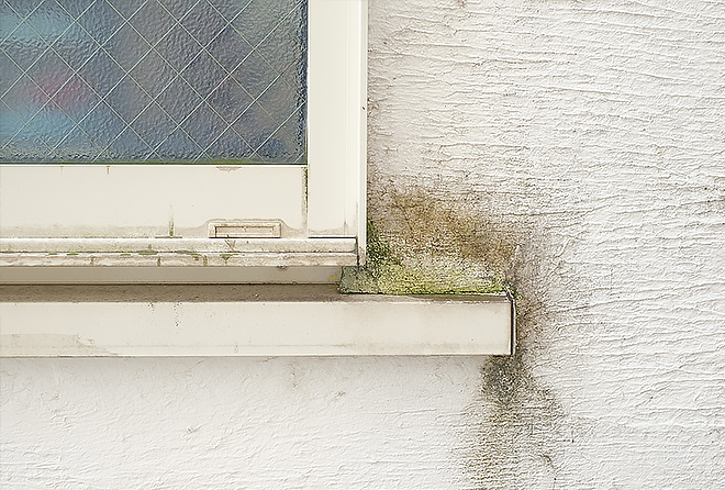 窓のサッシ角付近に集中して苔が生えています
