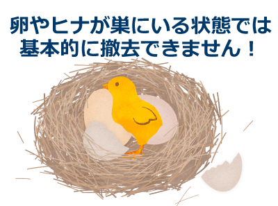 鳥の巣に卵やヒナがいる状態では基本的に撤去できません
