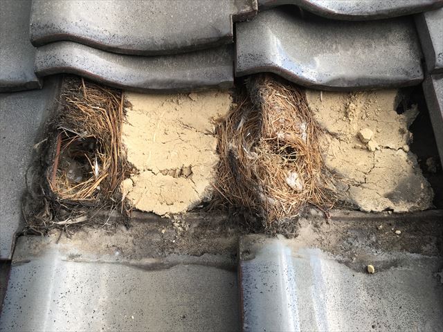 屋根の鳥の巣が雨漏りを起こすことも？撤去や対策もご相談ください！