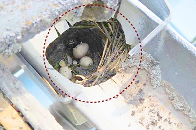 集水器の鳥の巣