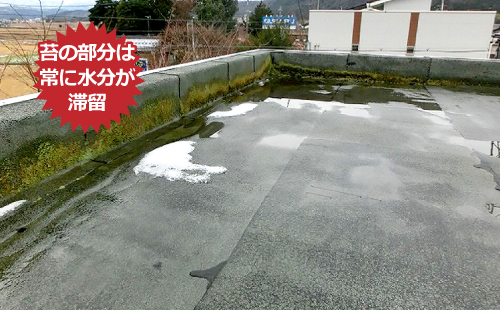 苔の部分は常に水分が滞留